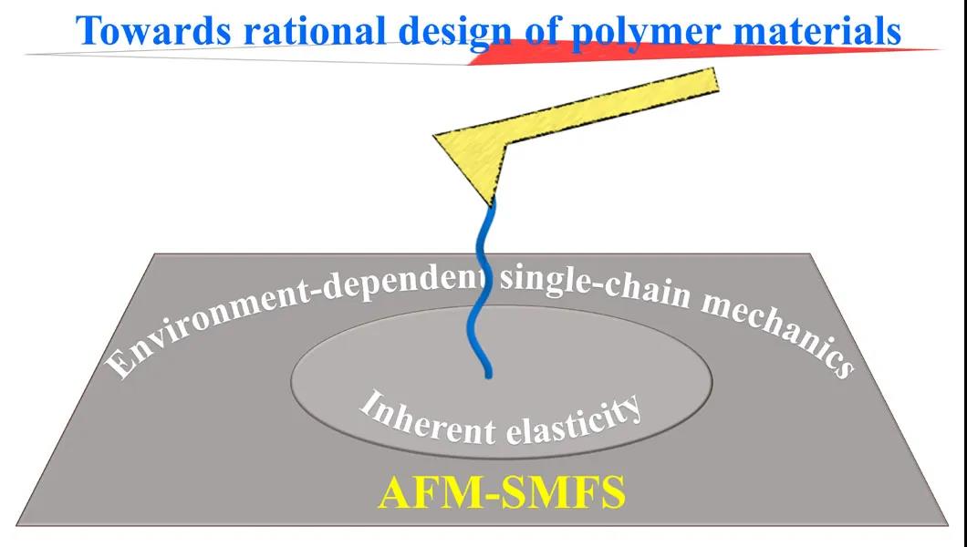 崔樹勛教授利用單分子力譜研究高分子單鏈彈性的環(huán)境響應(yīng)