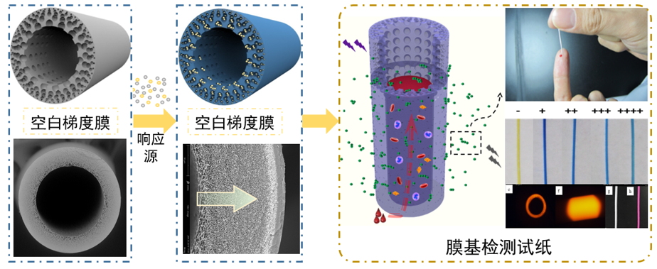 浙江大學(xué)黃小軍團(tuán)隊(duì)在PVDF油水分離膜、梯度膜生物檢測傳感領(lǐng)域取得系列進(jìn)展