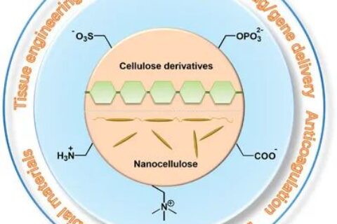 從天然生物活性多糖到纖維素基離子化合物！《AM》綜述：纖維素基離子化合物在生物材料領(lǐng)域的研究進展