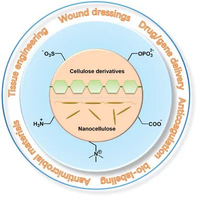 從天然生物活性多糖到纖維素基離子化合物！《AM》綜述：纖維素基離子化合物在生物材料領(lǐng)域的研究進展