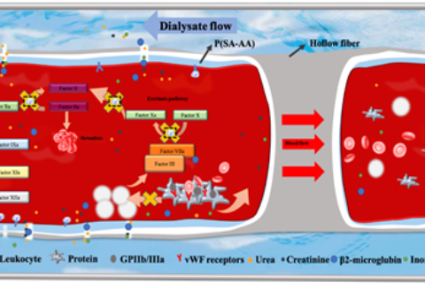 劉富團(tuán)隊：在自抗凝透析器領(lǐng)域取得系列進(jìn)展