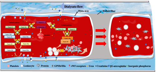 劉富團隊：在自抗凝透析器領(lǐng)域取得系列進展