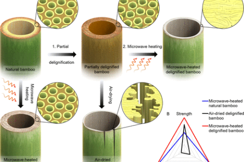 “木頭大王”胡良兵《ACS Nano》：竹子如何“煉”成高性能結(jié)構(gòu)材料？