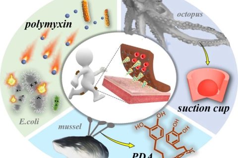 ?南京大學(xué)鼓樓醫(yī)院趙遠錦教授課題組：仿生吸盤黏附微針