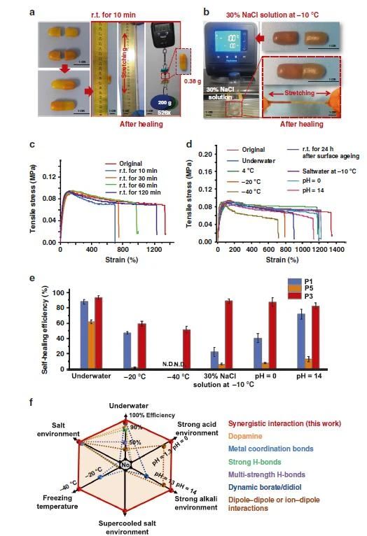 高度可拉伸自修復彈性體，可在各種極端條件下實現(xiàn)自修復