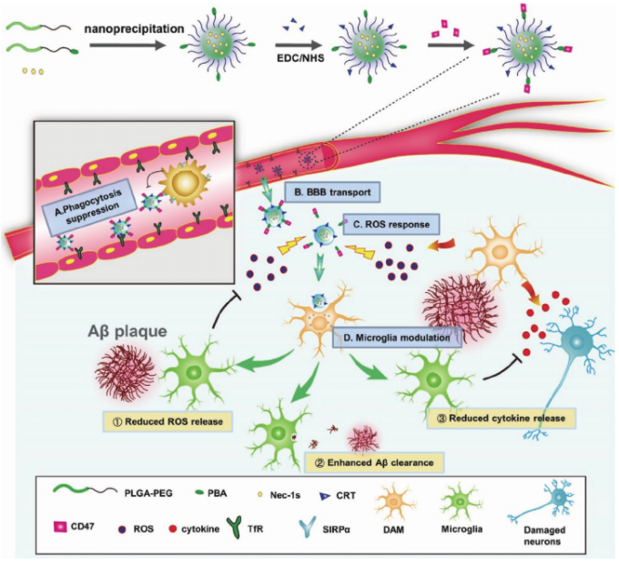 中科院過程所劉瑞田/盧帥《AFM》：會釋放“不要吃我”信號的聚合物納米粒子， 有望用于治療老年癡呆