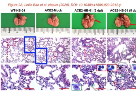 剛上線的新冠病毒Nature論文，被質(zhì)疑涉嫌圖片造假、捏造數(shù)據(jù)