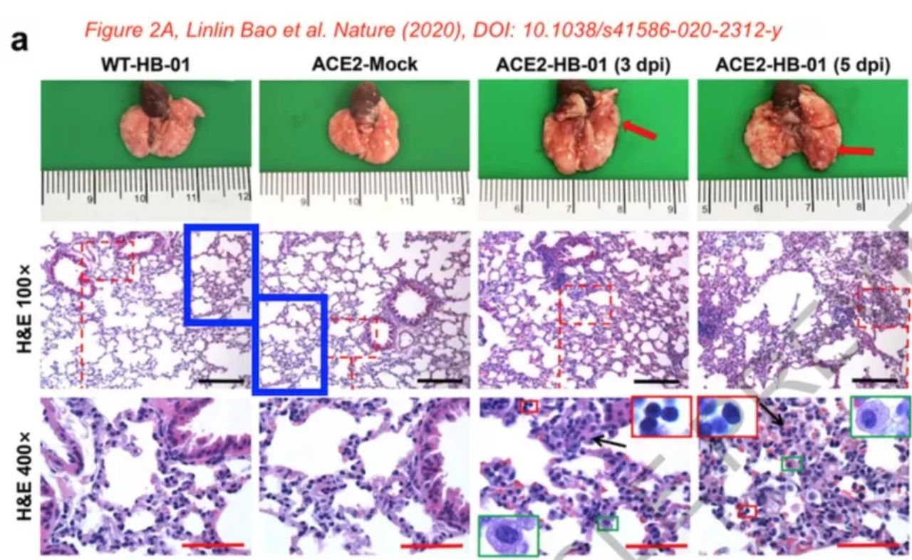 剛上線的新冠病毒Nature論文，被質(zhì)疑涉嫌圖片造假、捏造數(shù)據(jù)