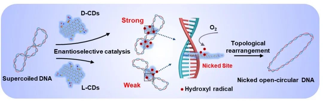 天津大學(xué)仰大勇課題組《德國(guó)應(yīng)化》：手性碳量子點(diǎn)模擬拓?fù)洚悩?gòu)酶I調(diào)控超螺旋DNA拓?fù)浣Y(jié)構(gòu)