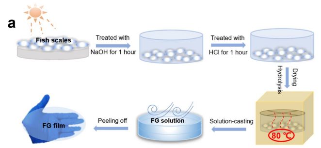 ?變廢為寶！黃維院士團隊《ACS Nano》：用刮下來的魚鱗做柔性電致發(fā)光器件！