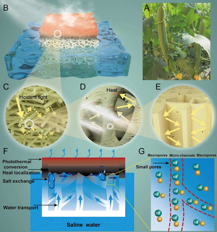 美國東北大學祝紅麗教授團隊《JMCA》：耐用、抗污的多孔絲瓜絡用于高效太陽能淡化海水