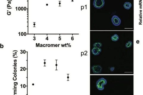 ?僅15秒！《AM》超快光降解生物水凝膠支架用于類器官傳代