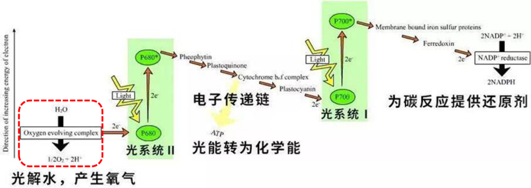 揭秘！光合作用產(chǎn)氧關(guān)鍵步驟原來是這樣