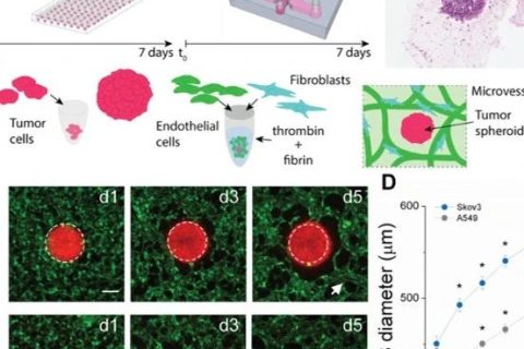 3D血管化腫瘤芯片檢測腫瘤藥物輸送