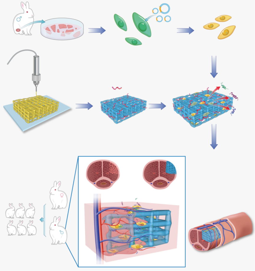 華南理工大學(xué)研發(fā)出3D打印水凝膠支架實現(xiàn)海綿體修復(fù)，成功恢復(fù)雄兔生殖能力！