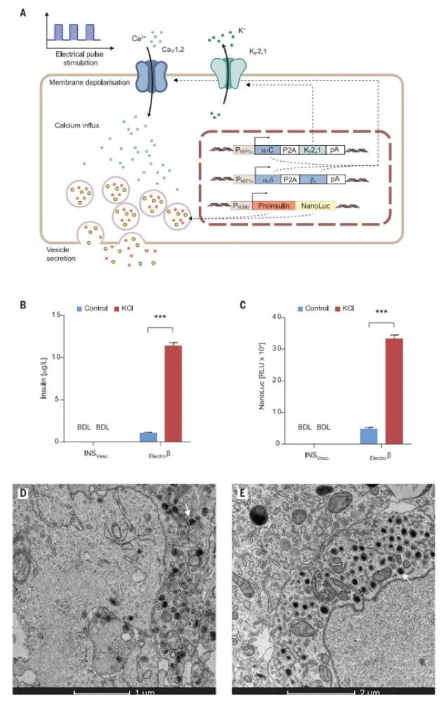華師大/西湖大學(xué)《Science》重磅：無(wú)線電控制精準(zhǔn)治療I-型糖尿病，僅需植入硬幣大小的生物器件！