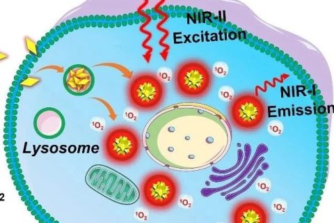 近紅外二區(qū)光激發(fā)有機(jī)光敏劑實(shí)現(xiàn)精準(zhǔn)高效雙光子光動(dòng)力治療