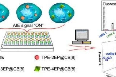 唐本忠院士團隊：用AIE分子打造細胞“照妖鏡”，可區(qū)分細胞系、評估細胞污染和鑒別癌細胞