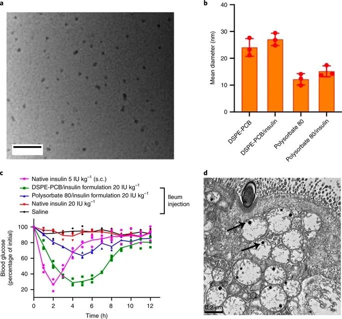 美國(guó)韋恩州立大學(xué)曹智強(qiáng)《Nat.Nanotech.》:高效口服胰島素問(wèn)世，兩性膠束遞送胰島素?zé)o需打開(kāi)緊密連接