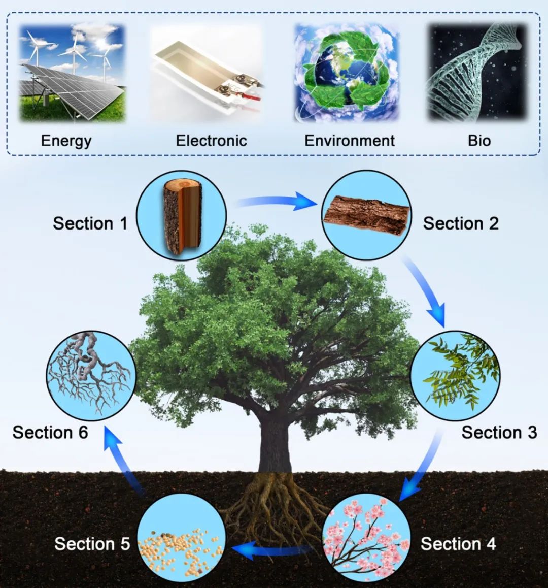 美國東北大學祝紅麗團隊 《AM》綜述：樹基生物聚合物作為可持續(xù)多功能材料的研究進展