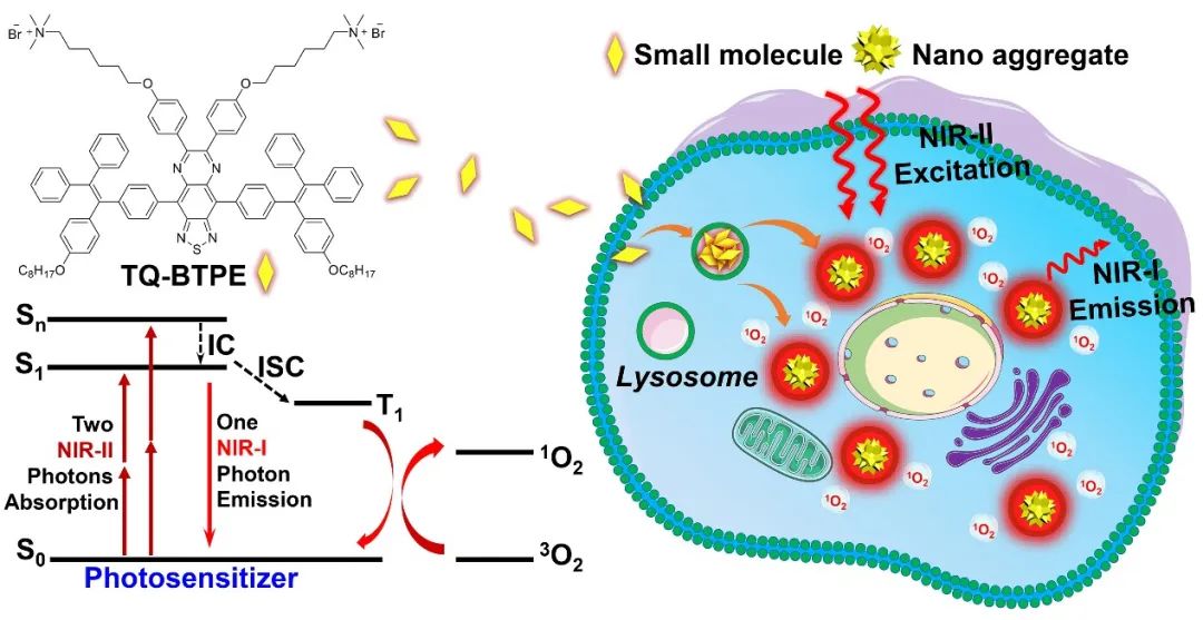新加坡國(guó)立大學(xué)劉斌教授團(tuán)隊(duì)：近紅外二區(qū)光激發(fā)有機(jī)光敏劑實(shí)現(xiàn)精準(zhǔn)高效雙光子光動(dòng)力治療