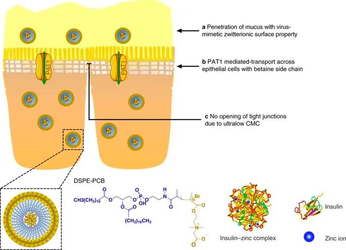 美國(guó)韋恩州立大學(xué)曹智強(qiáng)《Nat.Nanotech.》:高效口服胰島素問(wèn)世，兩性膠束遞送胰島素?zé)o需打開(kāi)緊密連接