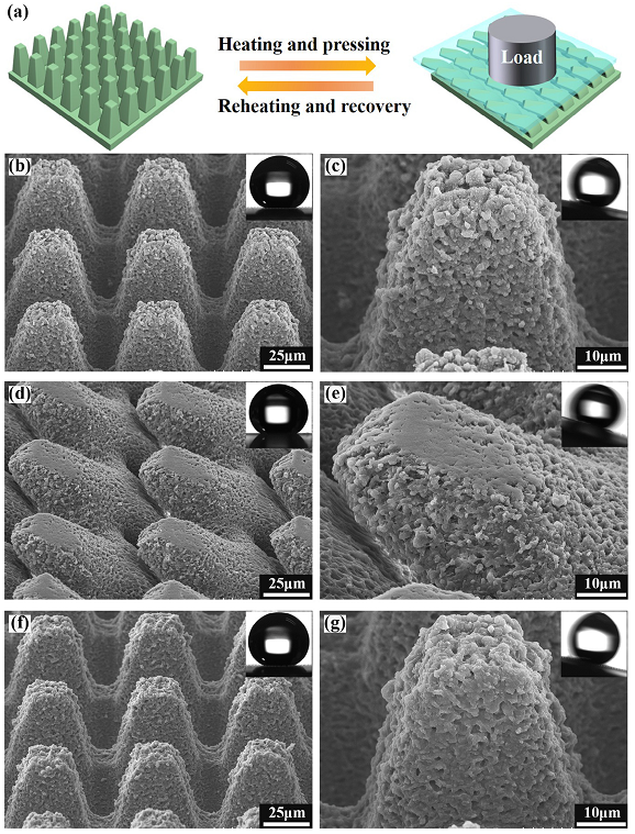 西安交通大學(xué)陳烽教授團(tuán)隊：飛秒激光構(gòu)建可調(diào)超疏水形狀記憶微結(jié)構(gòu)