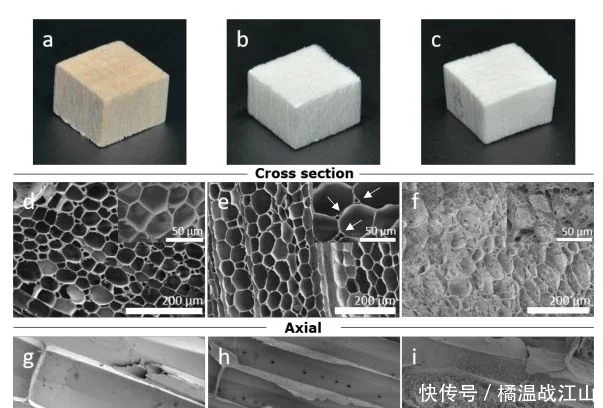 高度多孔、強(qiáng)韌的各向異性纖維素氣凝膠-1