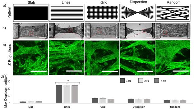 《Biomaterials》：3D打印心臟微組織-模擬心肌纖維結(jié)構(gòu)