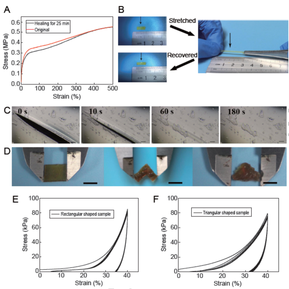 東華大學(xué)游正偉《NSR》：21秒！超快自主自修復(fù)生物友好型彈性體