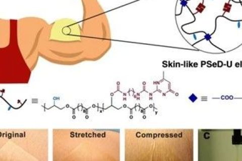 在生物電子用彈性體領域取得最新研究成果