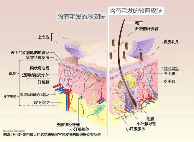 《Nature》：媽媽再也不用擔(dān)心我“脫發(fā)”了！