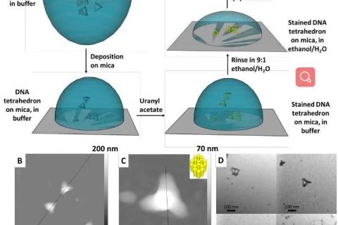 低密度，高強度的3D獨立DNA納米結(jié)構(gòu)雜化材料