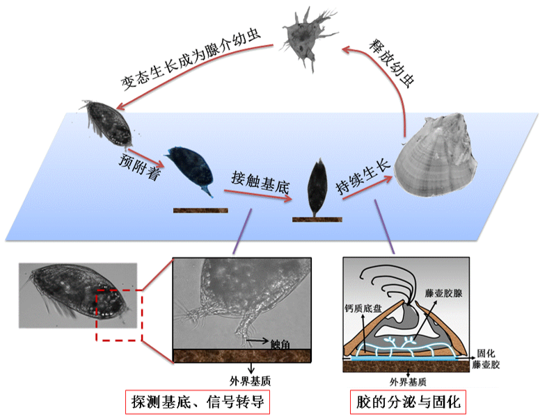 國(guó)防科技大學(xué)胡碧茹教授課題組：海洋強(qiáng)勢(shì)污損生物—藤壺?附著機(jī)制研究進(jìn)展