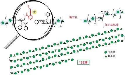 《Nature》子刊：史上最長線性多糖