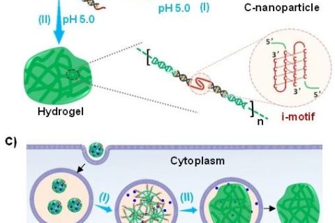 天津大學仰大勇課題組《德國應化》：通過DNA動態(tài)組裝在細胞內(nèi)構建類細胞器結(jié)構