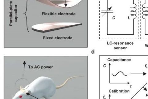 柔性電子大佬/西北大學(xué)Rogers團隊最新成果：可降解植入式生物傳感器