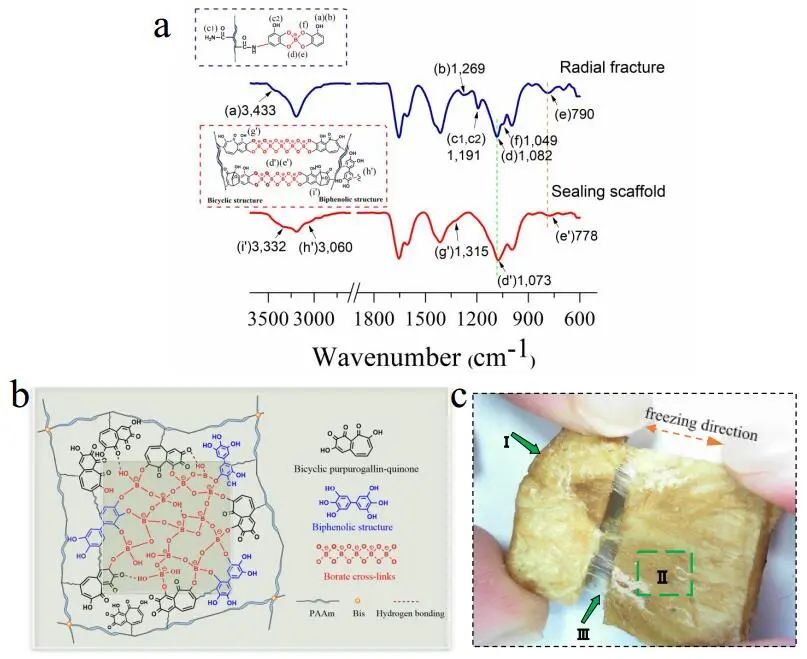 江漢大學(xué)曹一平《ACS Nano?》：仿生新成果！響應(yīng)空氣-水的復(fù)合材料，具有優(yōu)異的隔熱、自修復(fù)和自生長能力