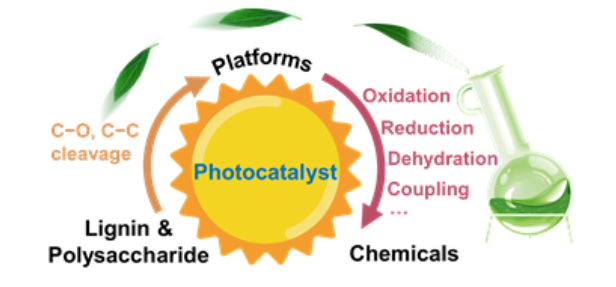 廈門(mén)大學(xué)王野/化物所王峰《CSR》：生物質(zhì)高效利用新方向：光催化木質(zhì)纖維素轉(zhuǎn)化制化學(xué)品