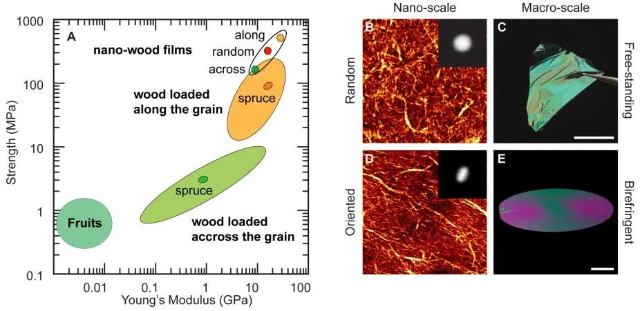《ACS Nano》取之于木勝于木！納米纖維素薄膜強度超越木材