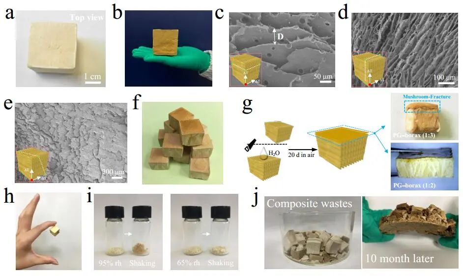 江漢大學(xué)曹一平《ACS Nano?》：仿生新成果！響應(yīng)空氣-水的復(fù)合材料，具有優(yōu)異的隔熱、自修復(fù)和自生長能力