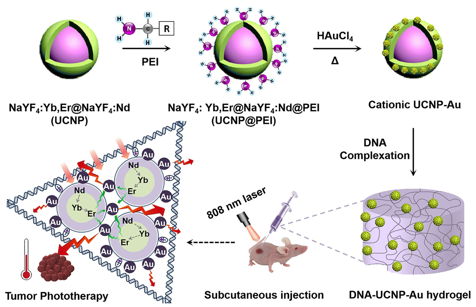 長(zhǎng)春應(yīng)化所王帆/同濟(jì)大學(xué)楊洋《AM》：可直接注射DNA無(wú)機(jī)雜化水凝膠材料用于腫瘤光熱治療