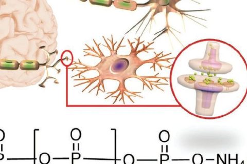 火燒、輻射都不怕，全無機(jī)離子聚合物憶阻器實現(xiàn)高性能柔性人工突觸