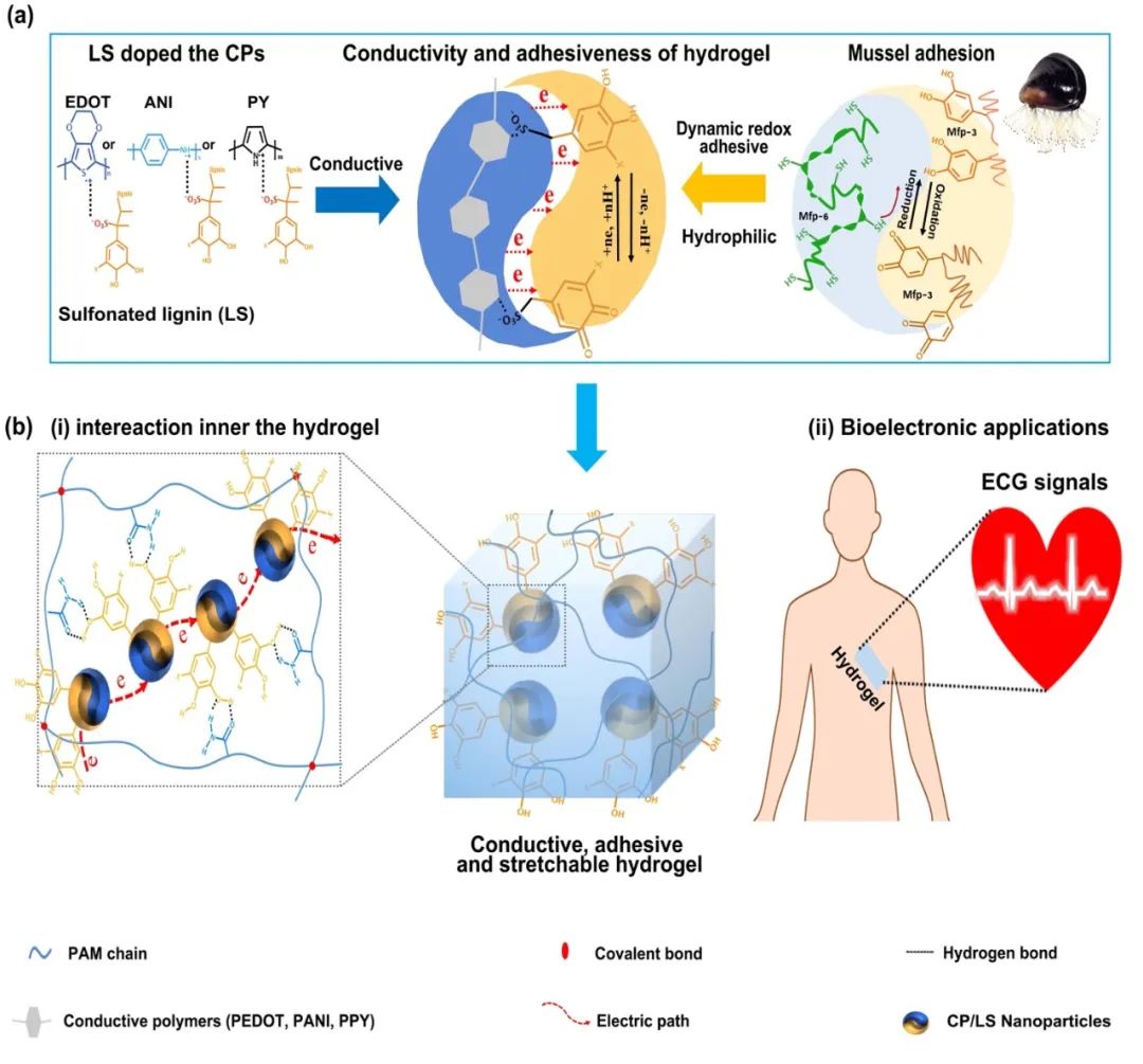 西南交通大學(xué)魯雄團(tuán)隊(duì)《納微快報(bào)》：受貽貝啟發(fā)的氧化還原活性導(dǎo)電聚合物納米顆粒用于制備導(dǎo)電粘附水凝膠