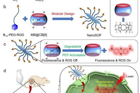 武漢科技大學(xué)王曉強/劉義/劉思敏團隊《AFM》:用分子搭積木，助力智能光動力學(xué)治療