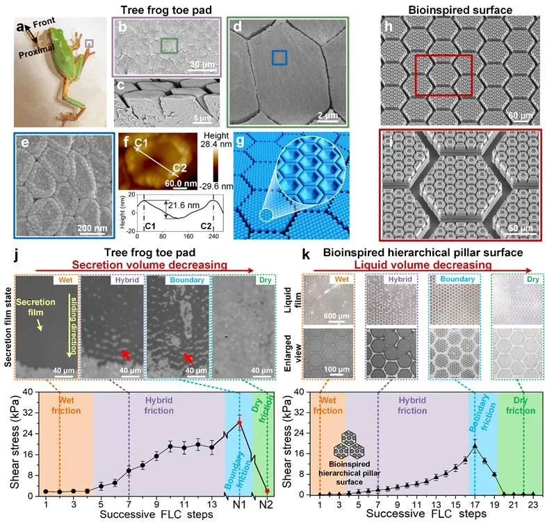 北航陳華偉教授：樹蛙腳掌的多級(jí)微納界面濕增摩效應(yīng)規(guī)律研究