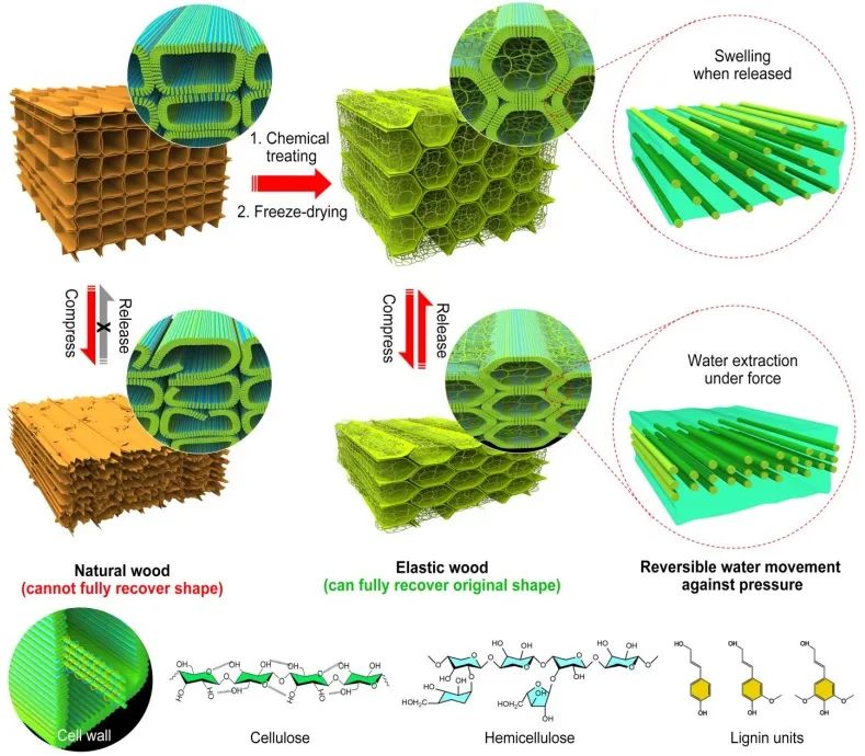 ?胡良兵/李騰《ACS Nano》：彈性木材！歷經(jīng)萬次壓縮，性能如初！
