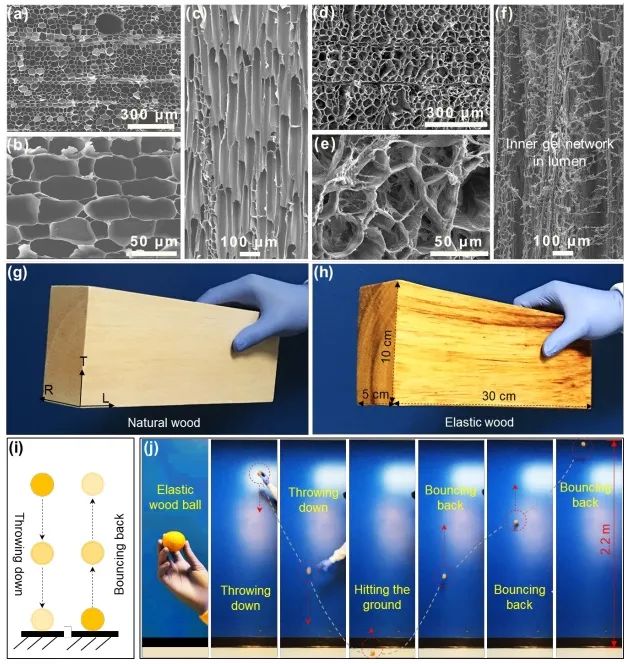 ?胡良兵/李騰《ACS Nano》：彈性木材！歷經(jīng)萬次壓縮，性能如初！