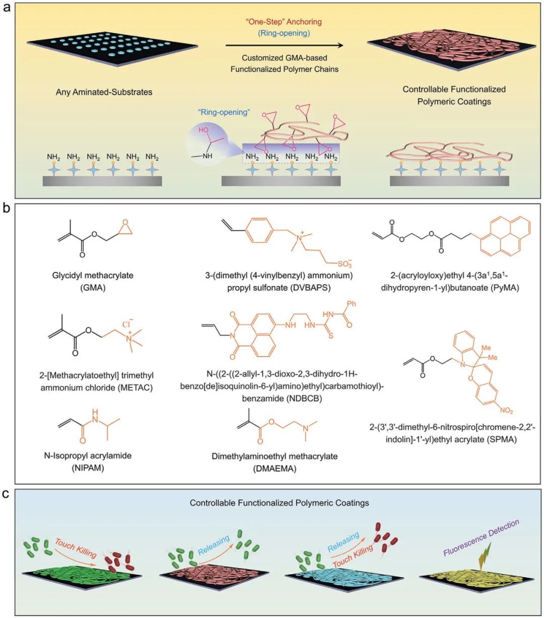 浙江工業(yè)大學楊晉濤《AFM》：表面涂層領域新突破！一種可控功能化聚合物表面的通用涂層策略