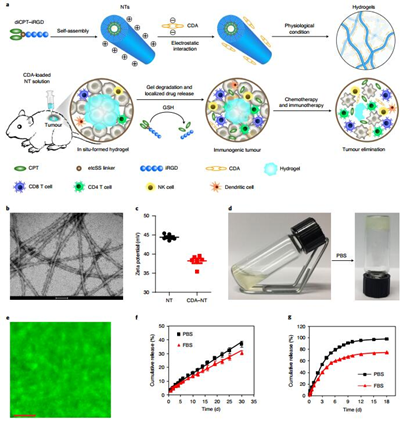 約翰霍普金斯大學崔宏剛《Nature》子刊：包含STING和CPT的原位自組裝水凝膠實現(xiàn)100%抑制腫瘤生長